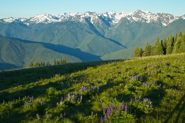 Olympic National Park -- Pasqueflowers