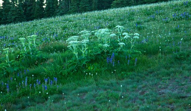 Olympic National Park -- Parsnip