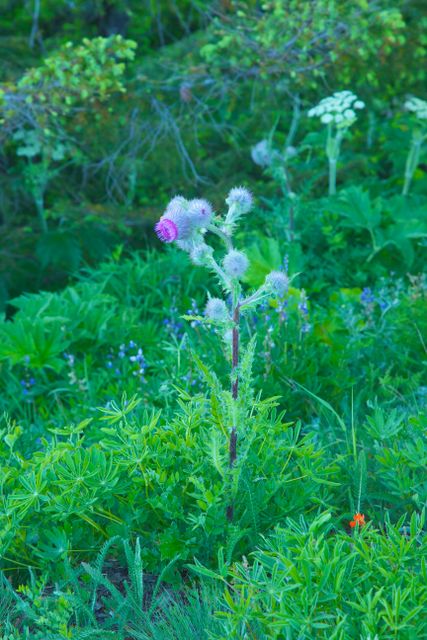 Olympic National Park -- Colorful Thistle 