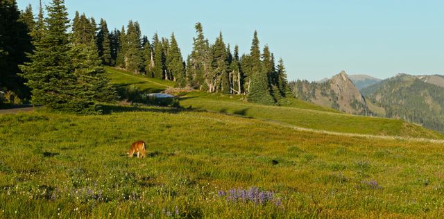 Olympic National Park -- Mule Deer grazing on the ridge 