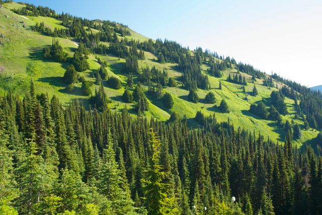 Olympic National Park -- Little River Mountain