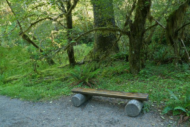 Olympic NP - Rain Forest -- Meditation Bench