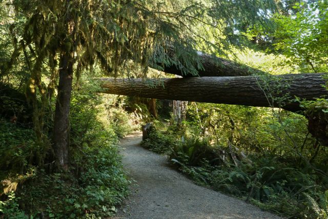 Olympic NP - Rain Forest -- Fallen trees