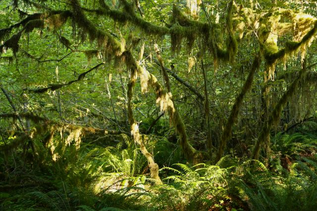 Olympic NP - Rain Forest -- There are over 420 species of moss in Olympic NP 