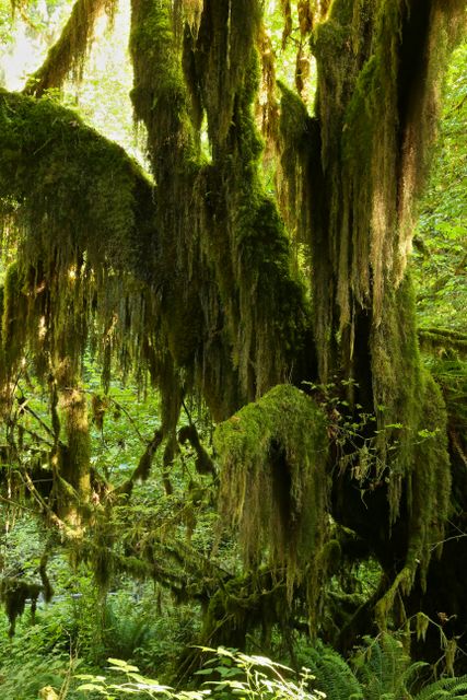 Olympic National Park - Rain Forest -- Spike moss 