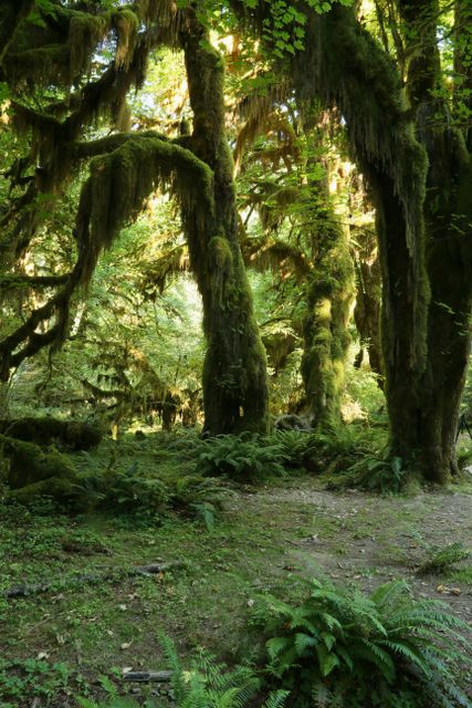 Olympic NP - Rain Forest -- Hemlocks covered in moss 