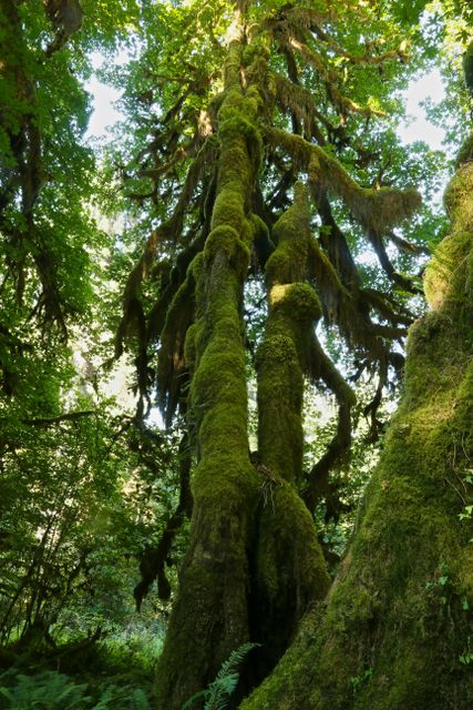 Olympic NP - Rain Forest -- Hemlock covered with Swordfern 