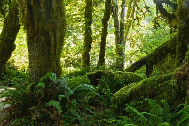 Olympic NP - Rain Forest -- Shades of Green 