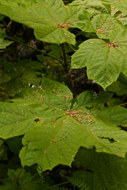Olympic NP - Rain Forest-- Seeds on a Maple Leaf 