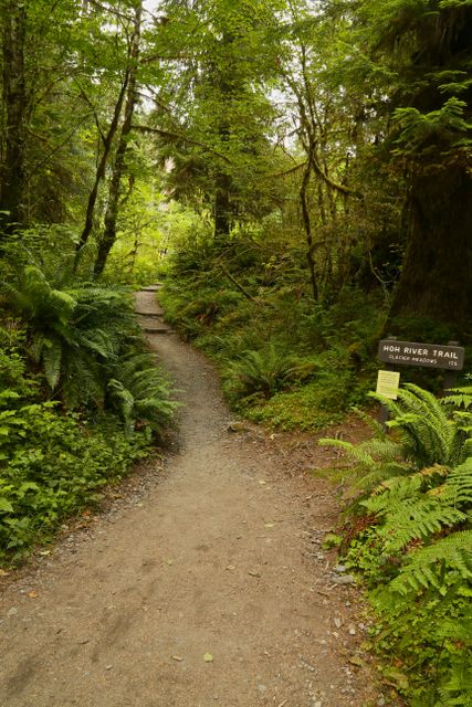 Olympic NP - Rain Forest -- Hoh River Trail
