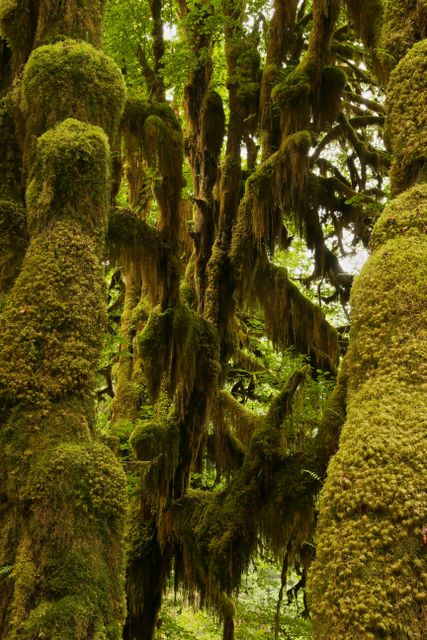 Olympic NP - Rain Forest  -- Plants upon plants