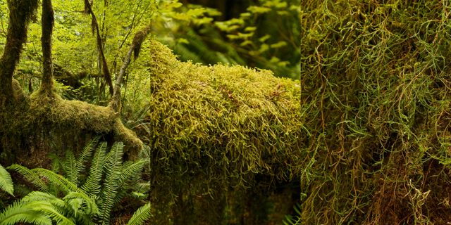Olympic NP - Rain Forest  -- (L to R) - Moss on a limb, then closer and even closer 