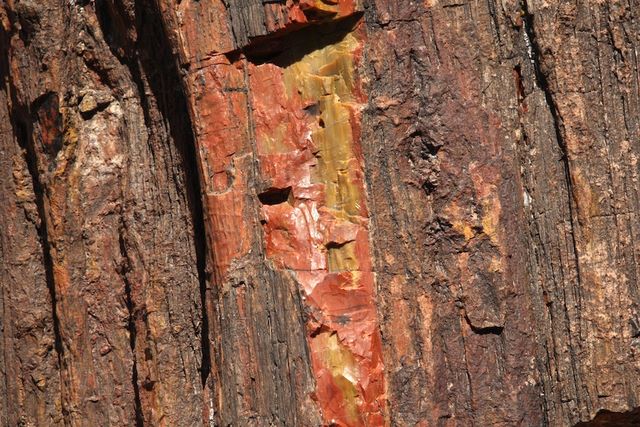 Petrified Wood 
