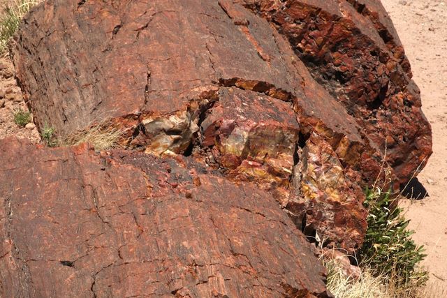 Broken Petrified long 