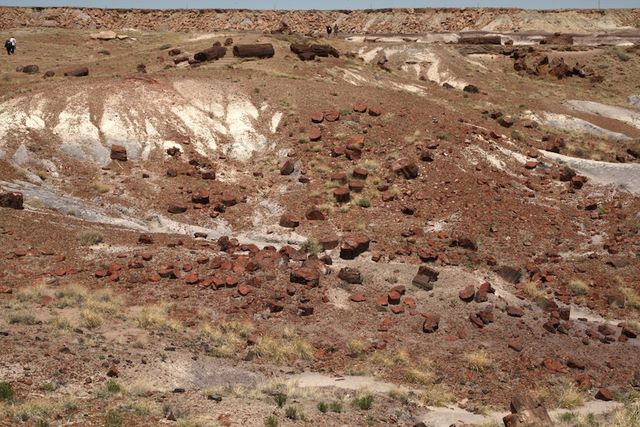 Petrified Field 