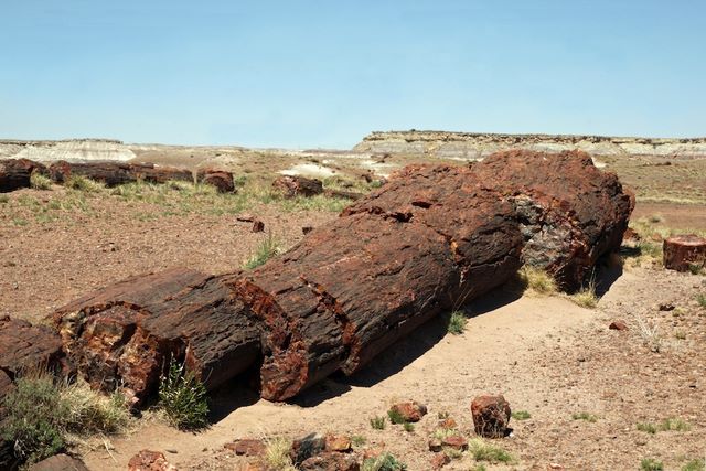 Petrified Log