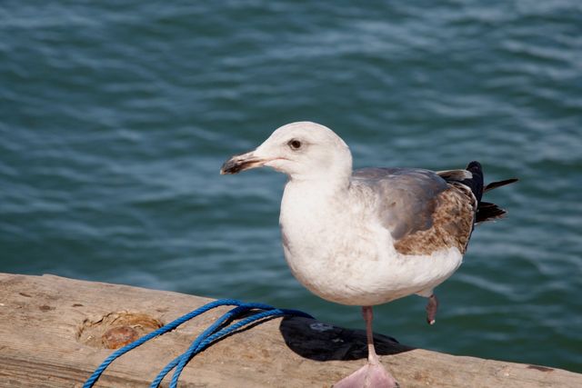 One legged Seagull 