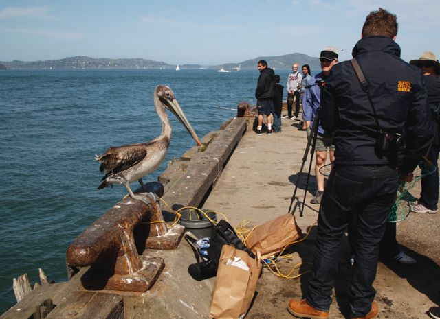 Brown Pelican