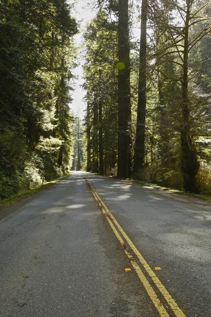 Prairie Creek State Park within Redwoods NP