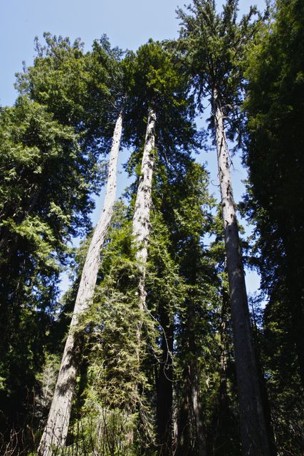 Lady Bird Johnson Grove 