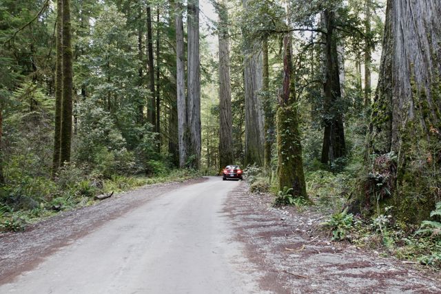 Jedediah Smith State Park with in Redwoods NP 