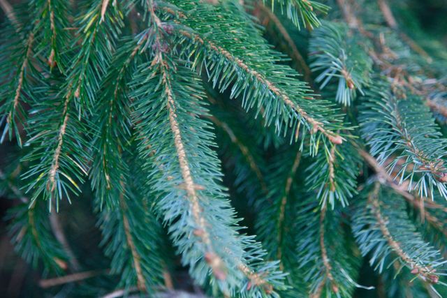 Redwood Needles 