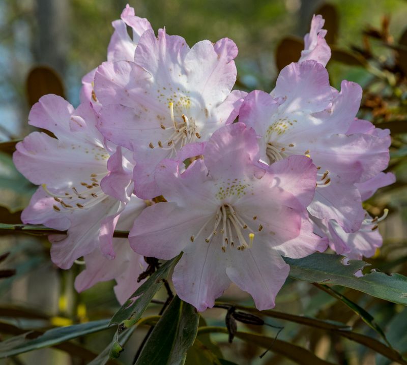 Rhododendrons 