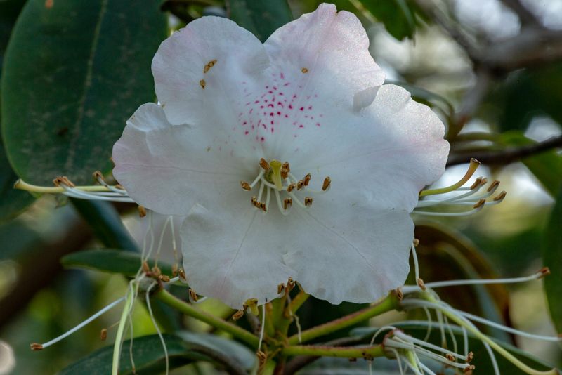 White Rhododendron
