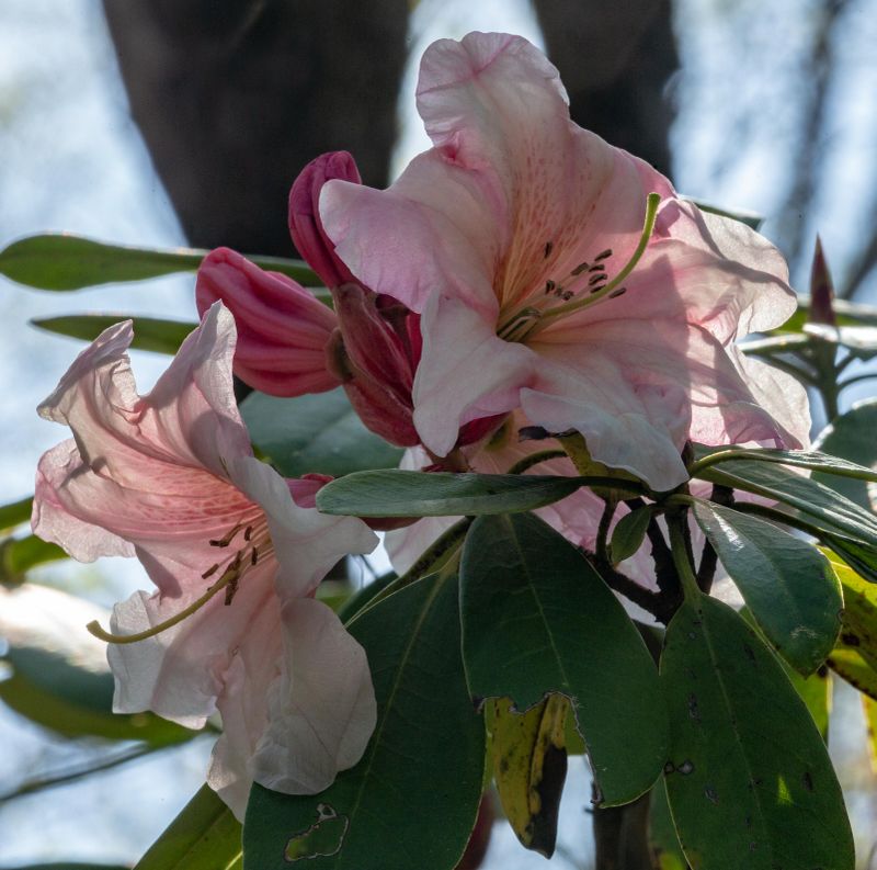 Reddish Rhododendrons 