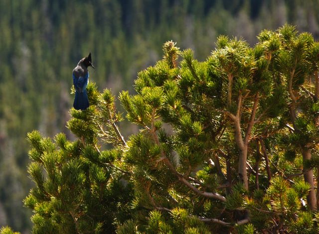 Steller Jay 