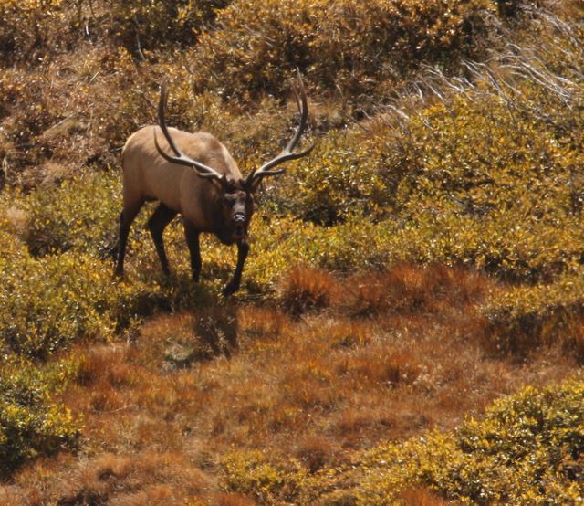 Bull Elk 