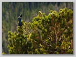 Steller Jay 