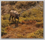 Bull Elk 