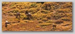 Female Elks 