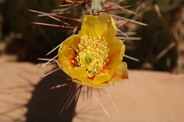 Prickly pear flower