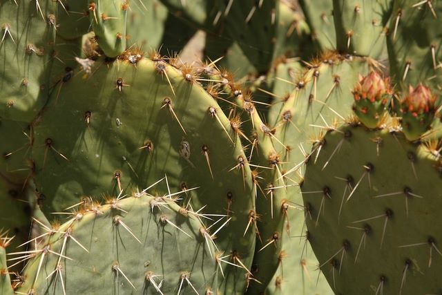 Prickly Pear cactus 