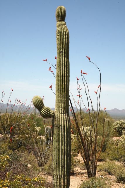Young cactus (about 50 years old) 