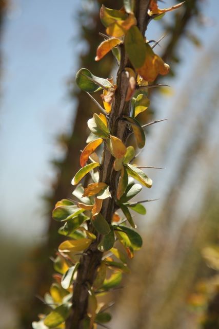 Ocotillo 