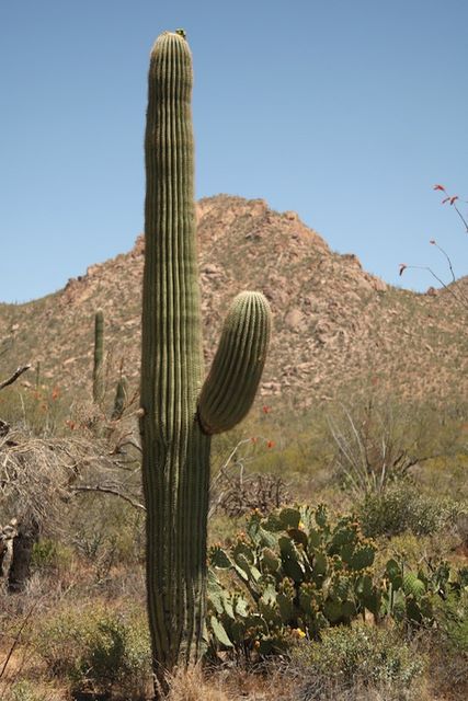 Saguaro cactus