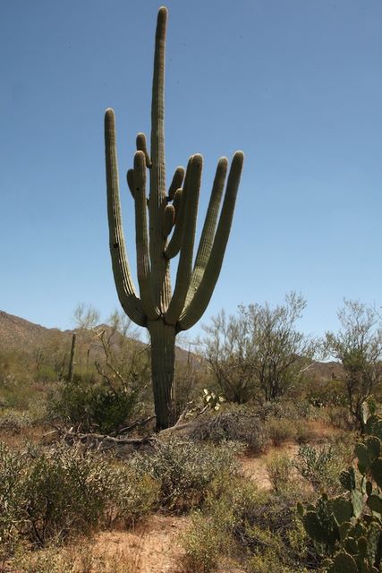 Saguaro cactus 