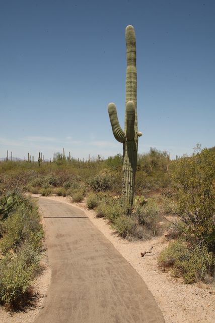 Saguaro Cactus 