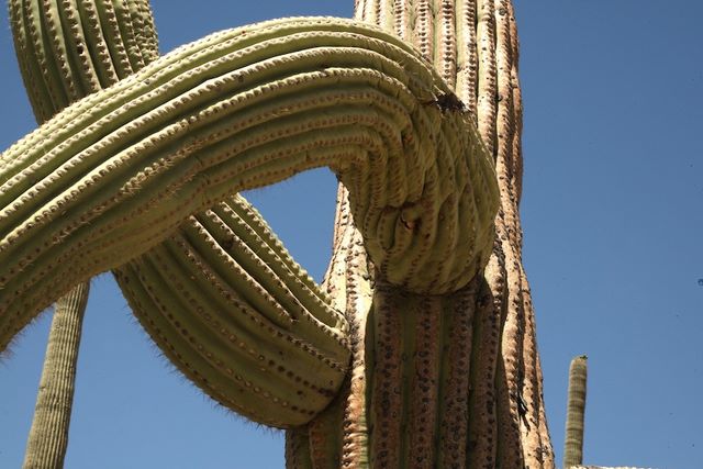 Unique arms 