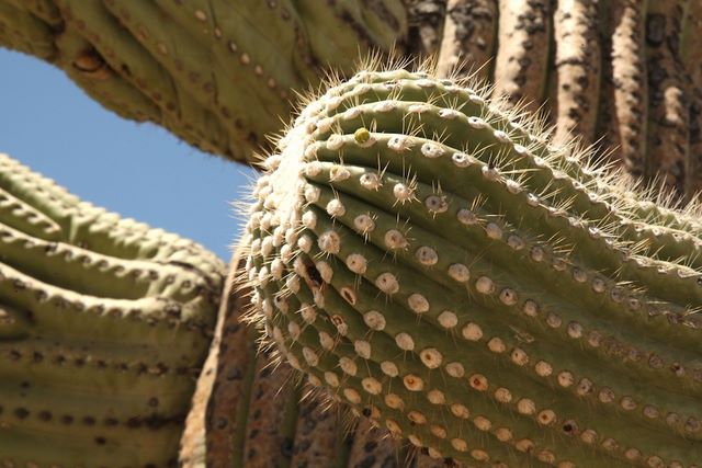 Close up of arms