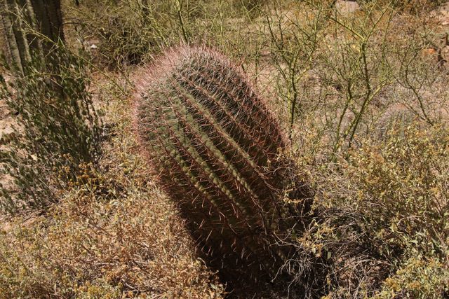 Barrel cactus 