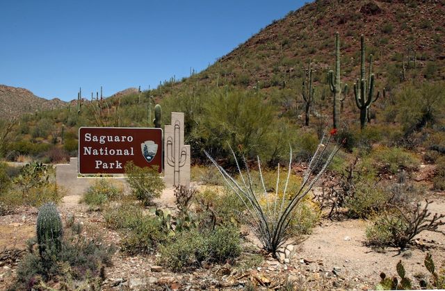 Saguaro National Park