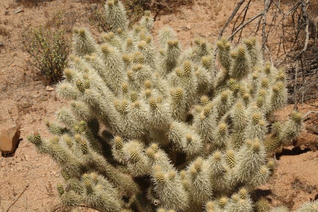 Teddybear cholla