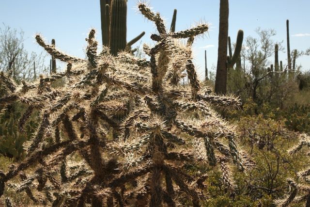 Cacti 