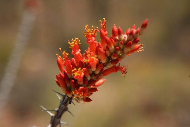 Wild flower 