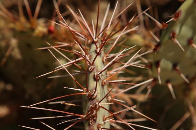 Prickly pear 