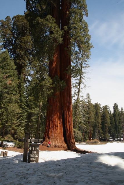 Big Trees Trail 